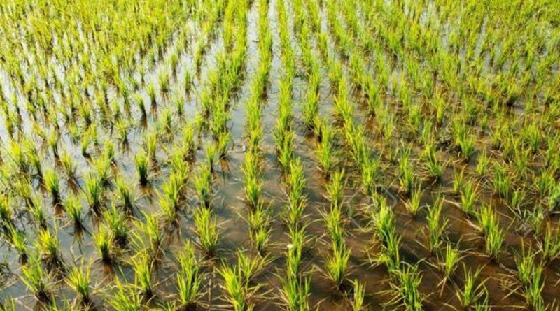 Agriculture : Tombouctou attendant les rizières