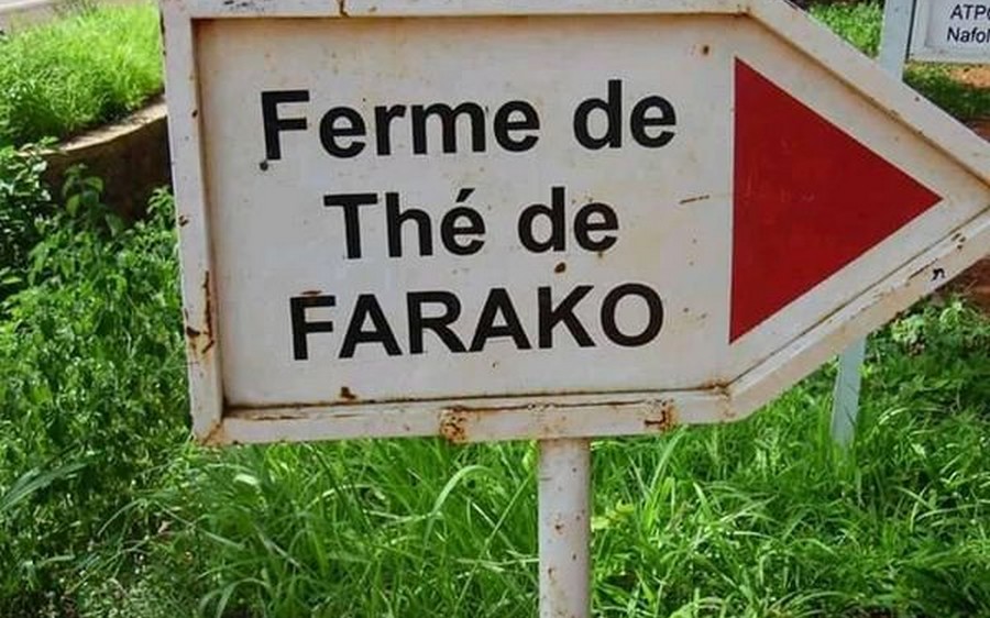 Thé farako