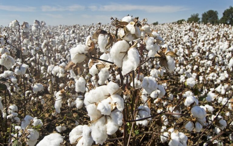 coton