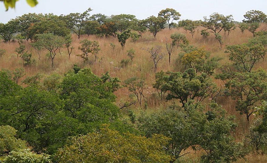 forêt classée de Lougouani Mali