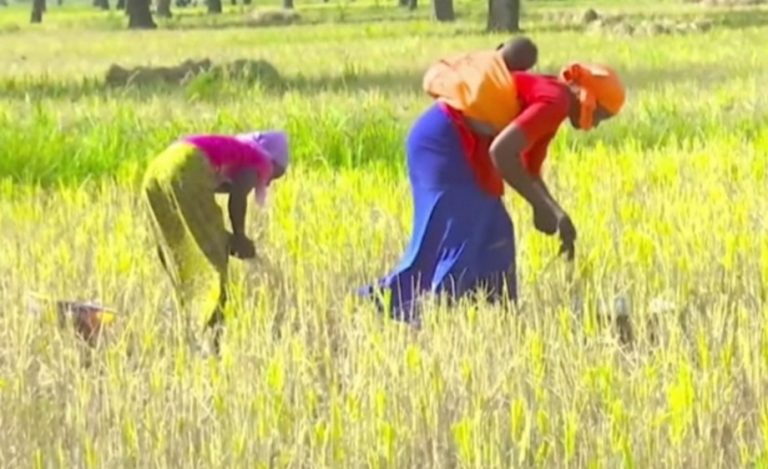 Mopti campagne rizicole 2024-2025