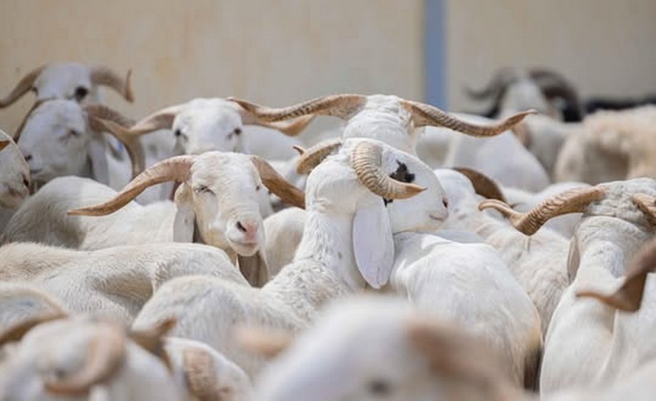 Tabaski 2026 moutons