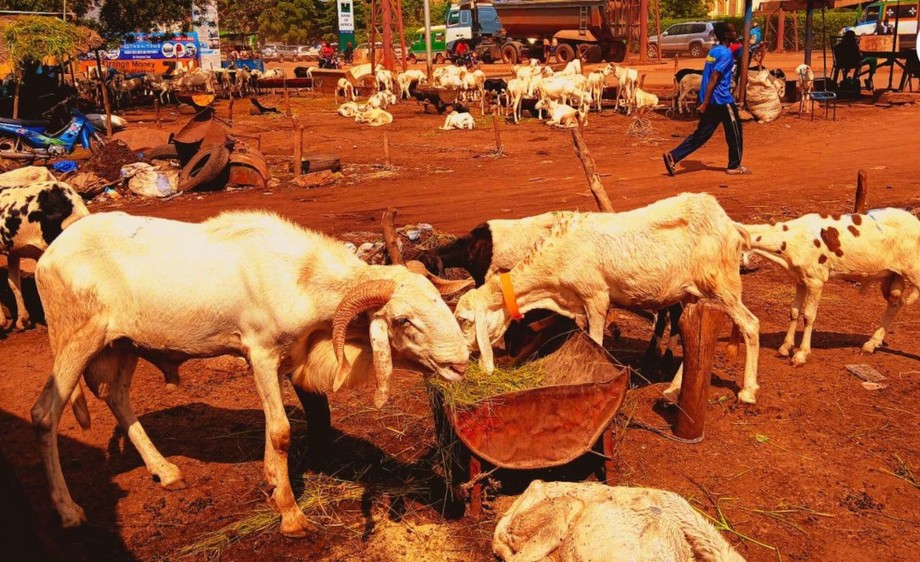 vente ambulante de bétail interdite