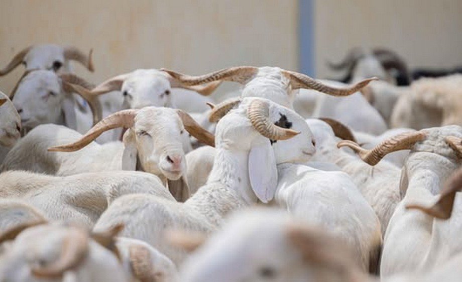 Tabaski 2026 moutons