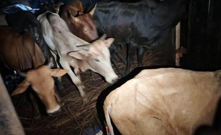 Exportation illégale des animaux dans le cercle de kéniéba